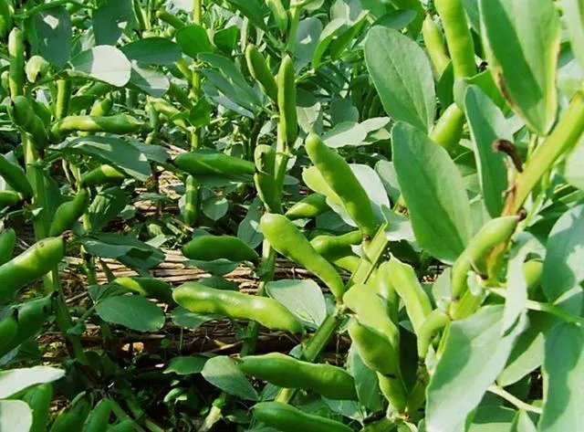 蚕豆怎么做好吃?