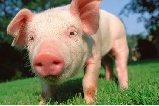 生猪价格大幅反弹？