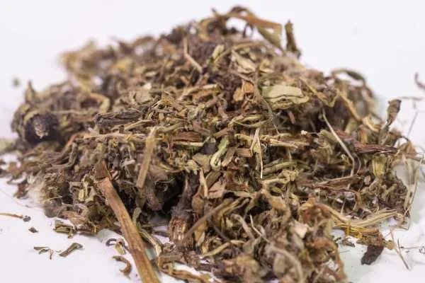 蒲公英泡水喝竟有6个害处