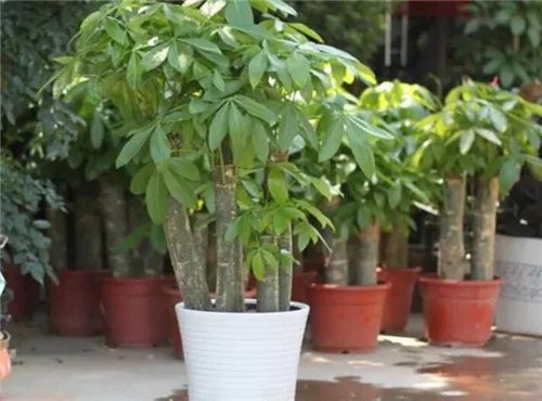 发财树图片大全   发财树的功效和作用是什么