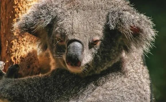 世界首富为澳捐款是怎么回事 世界首富为澳捐款了多少钱