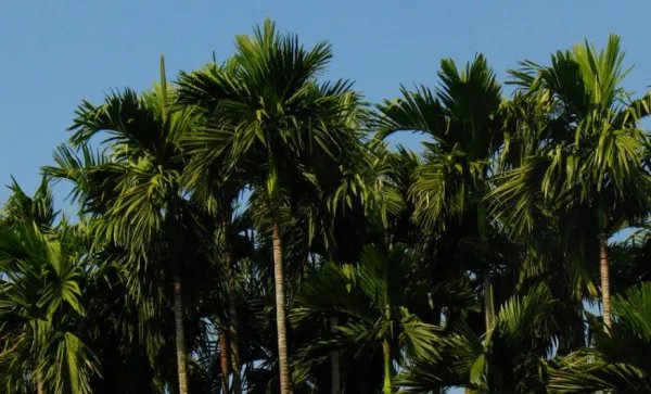 义乌要求下架槟榔!将来是否会永久性禁售?