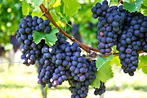 黑加仑葡萄的功效与作用