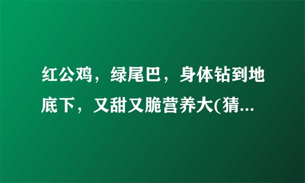 红公鸡，绿尾巴，身体钻到地底下，又甜又脆营养大(猜一蔬菜)