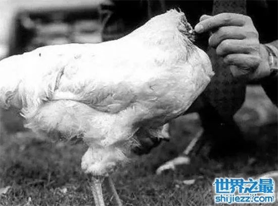 无头鸡存活一周，相当于现在的脑叶切除手术 