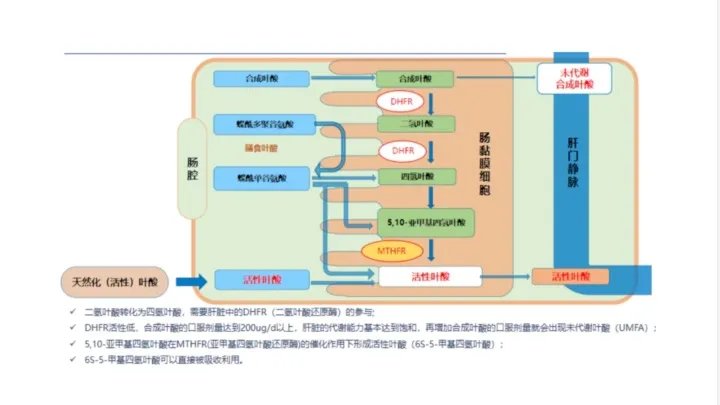 漆洪波教授：双胎妊娠孕期保健