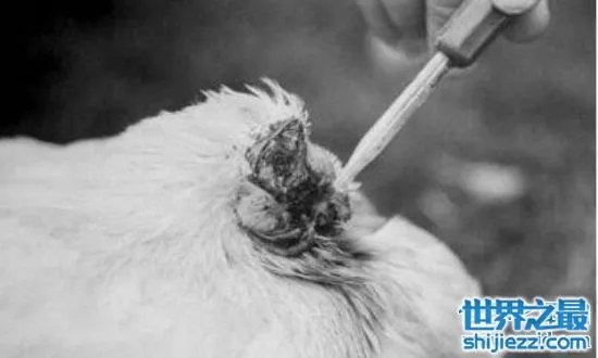 无头鸡存活一周，相当于现在的脑叶切除手术 