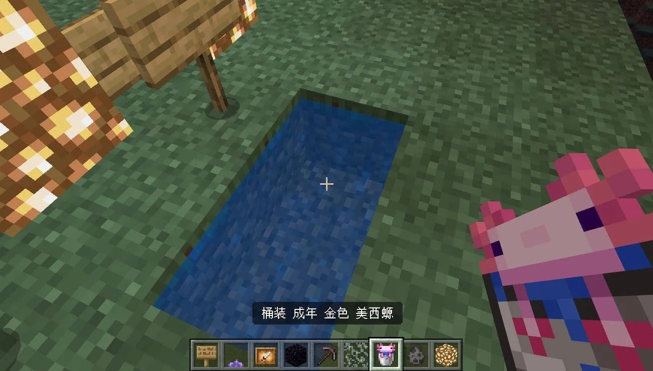 我的世界怎么抓美西螈