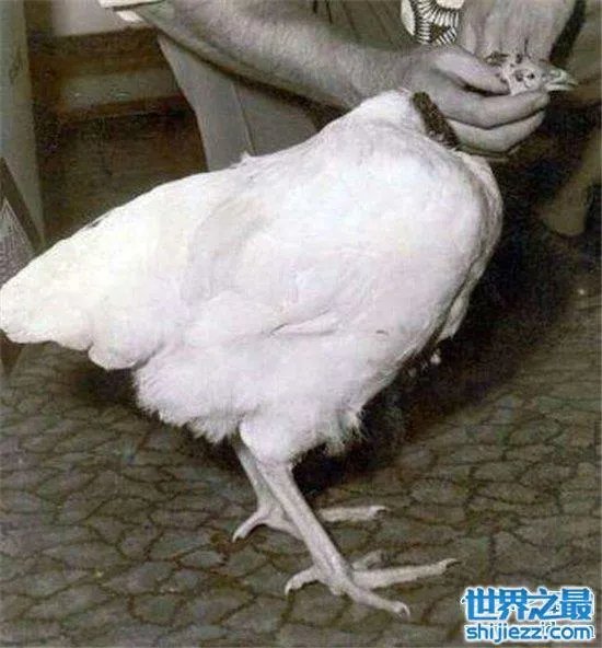 无头鸡存活一周，相当于现在的脑叶切除手术 