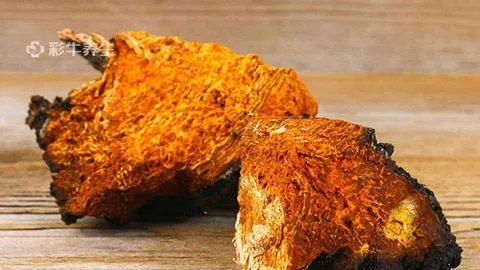 桦褐孔菌的功效与作用