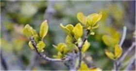 商务商会运作是骗局吗