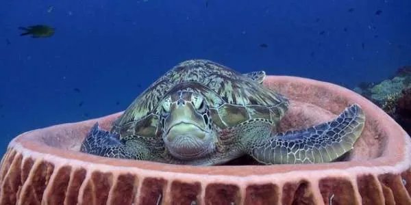 三亚红树林发现200斤患病巨龟,这属于国家保护动物吗?