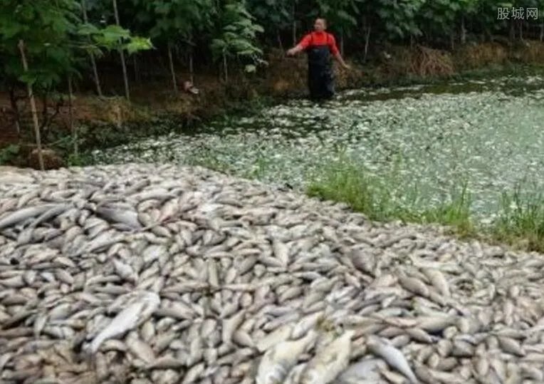 大连鱼塘疑遭投毒 2万多斤鱼死亡相关部门已介入调查