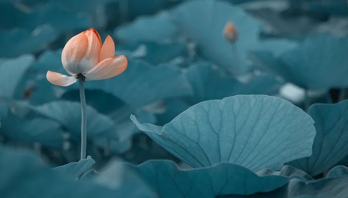 四面荷花三面柳的下一句