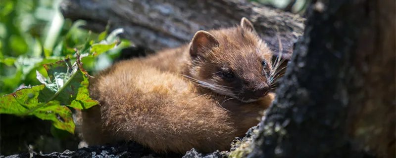 黄鼠狼怕什么动物 黄鼠狼怕的动物有什么