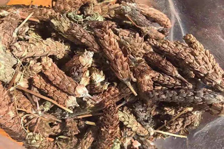 夏枯草图片大全大图