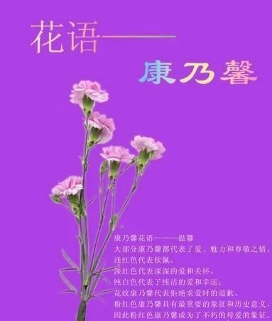 康乃馨图片红色