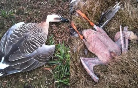 鄱阳湖大雁被偷猎者做了什么呢?