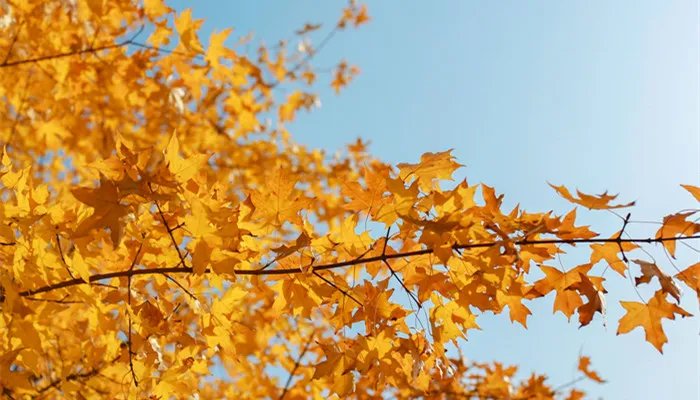 中国立秋吃饺子吗