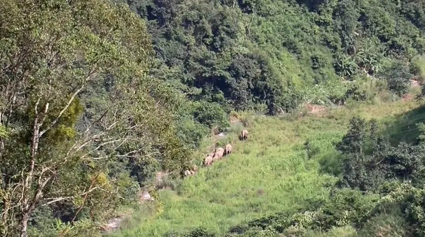 云南宁洱出现24头野生亚洲象,当地会采取什么保护措施?