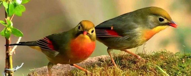 芙蓉鸟的拼音是什么