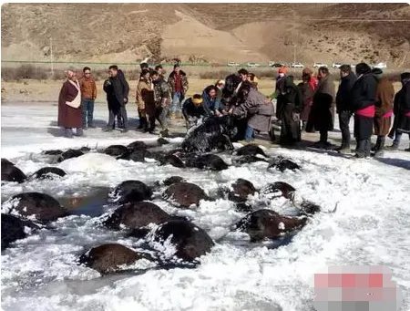 牦牛过冰河致坍塌现场什么情况？