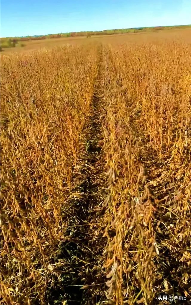 袁隆平院士逝世，为什么很多人很悲伤？