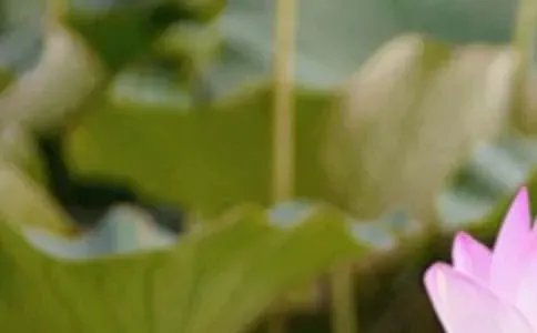 夏至14种风俗食物