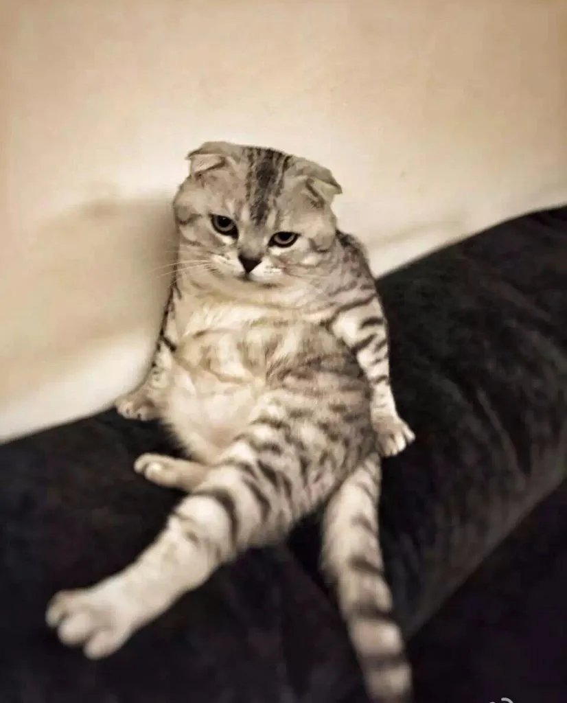 宠物犬托运被打，平时你会托运动物吗？