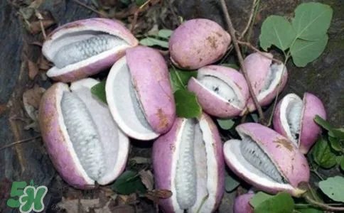 八月炸是什么?八月炸好吃吗?