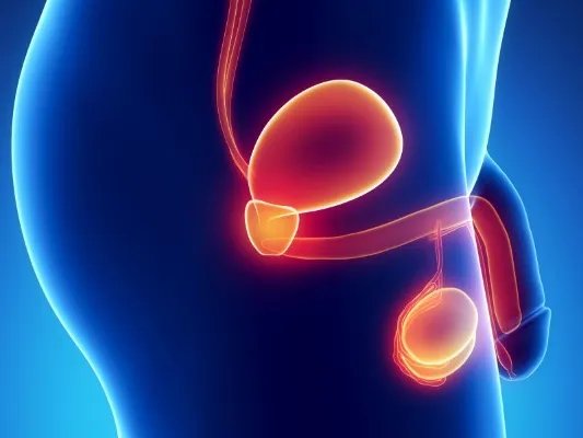 泌尿系统的组成