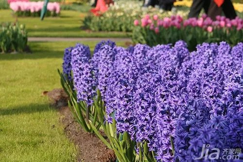 水色风信子花语 水色风信子图片欣赏