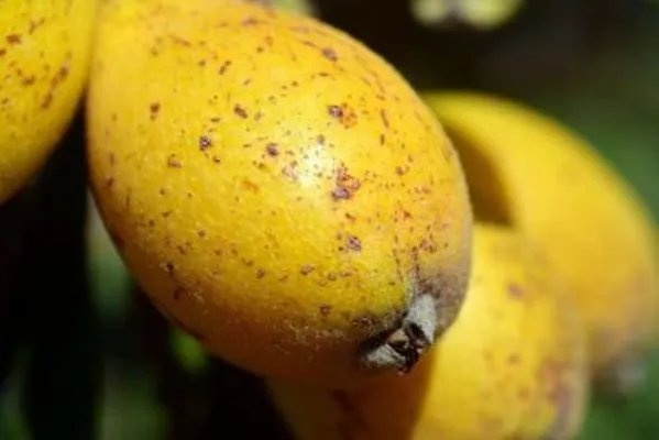 川贝枇杷露的功效   川贝枇杷露的使用方法