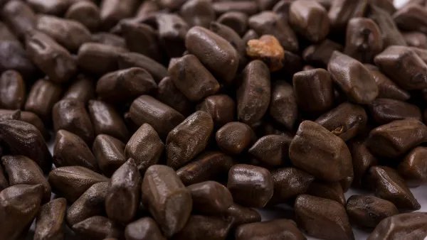 决明子的功效与作用