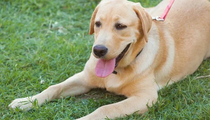 独一无二的狗狗名字 独一无二的狗狗名字大全