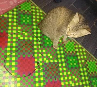 小猫咬坏耳机线后带回一条蛇,这份爱有点硬核