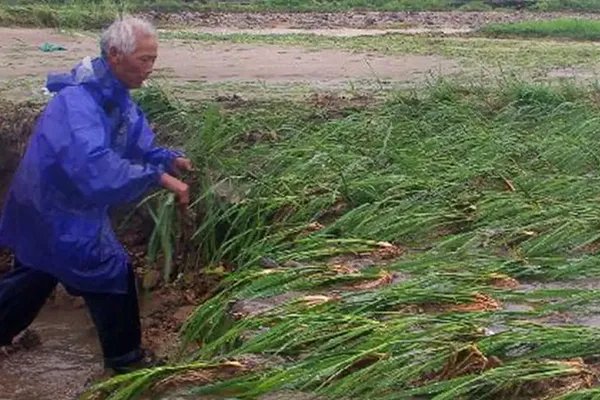 河南南阳遭遇暴雨袭击，给当地农作物带来了哪些影响？