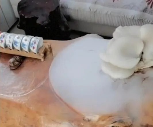 男子4个月没回家床头长竹子 现场画面曝光当事人表示真的是绿到床头了