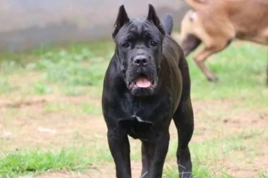 美国防暴犬罗威纳和卡斯罗哪个更厉害,卡斯罗犬vs罗威纳犬