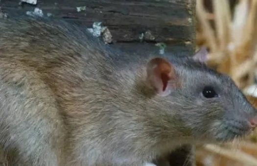 内蒙古一地发布鼠疫预警,专家做出了哪些提醒?