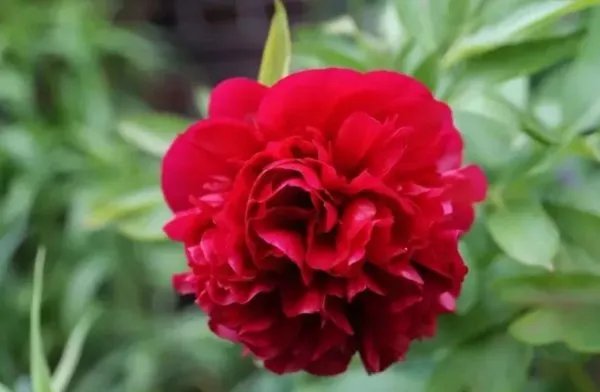 康乃馨图片红色