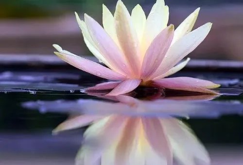 婚姻不好是因为什么因果 佛说婚姻不顺的原因