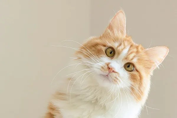 猫挠出血不打针有事吗