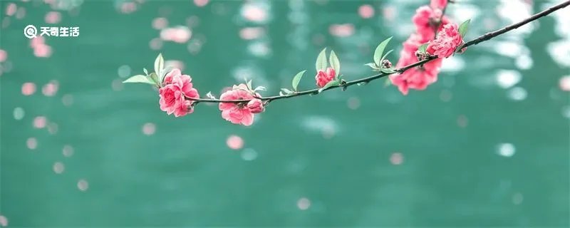 日出江花红胜火的下一句