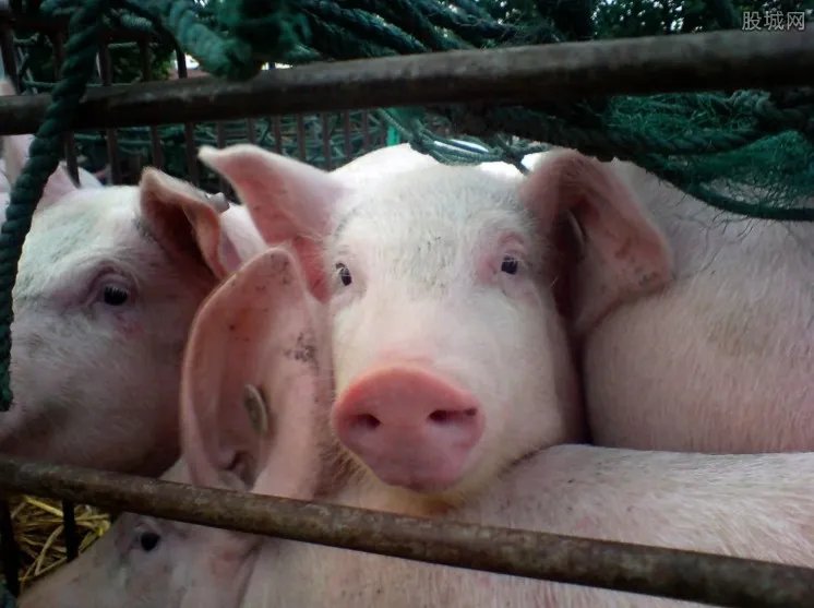 广东再发非洲猪瘟疫情 猪瘟疫情今日消息报道